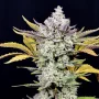 Сорт насіння канабісу Auto Gorilla Cookies Feminised Gold